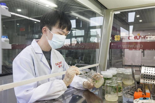 種芯引領，農業科技助推產業提檔升級